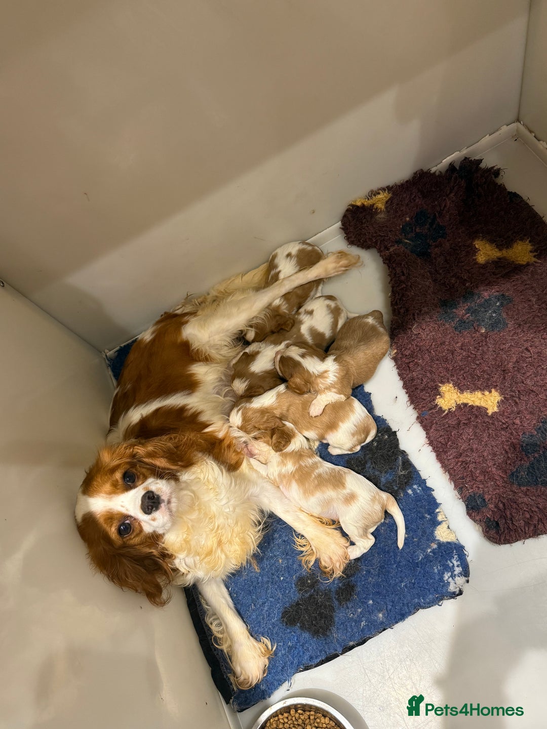 Cavalier King Charles Spaniel dogs for sale: DNA Kc reg cavalier King Charles puppies for sale  - Image 5