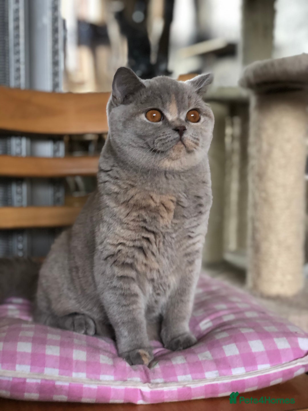 British Shorthair cats for sale:  Absolutely Beautiful BSH Champion Line kittens  - Image 26