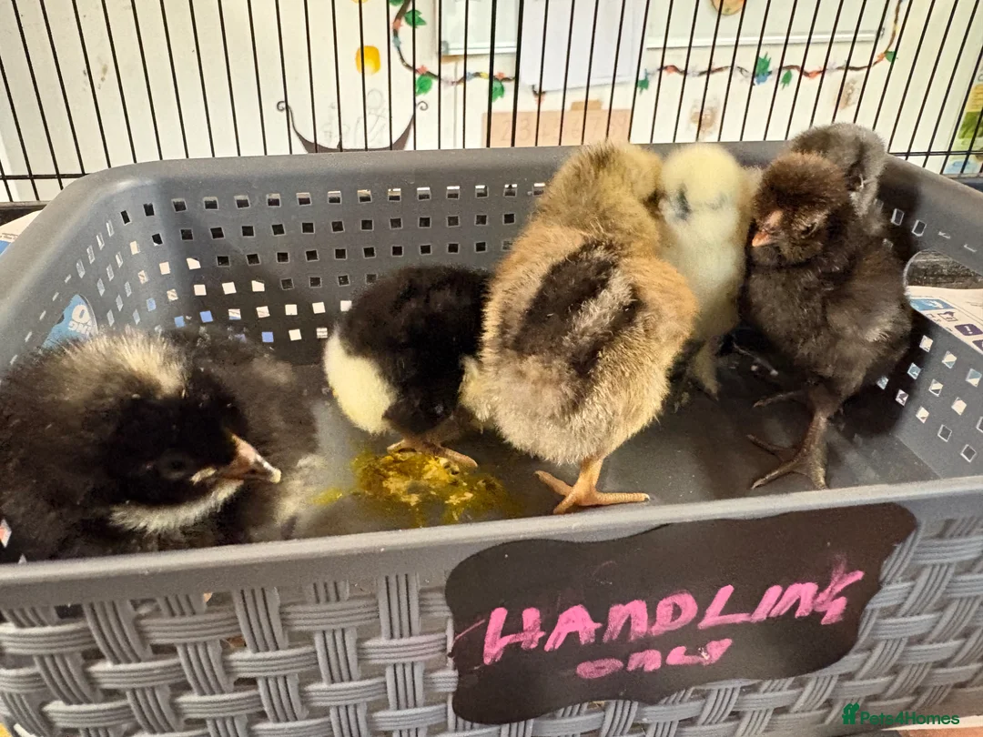 Chickens poultry for sale: Chicks for sale - Advert 2