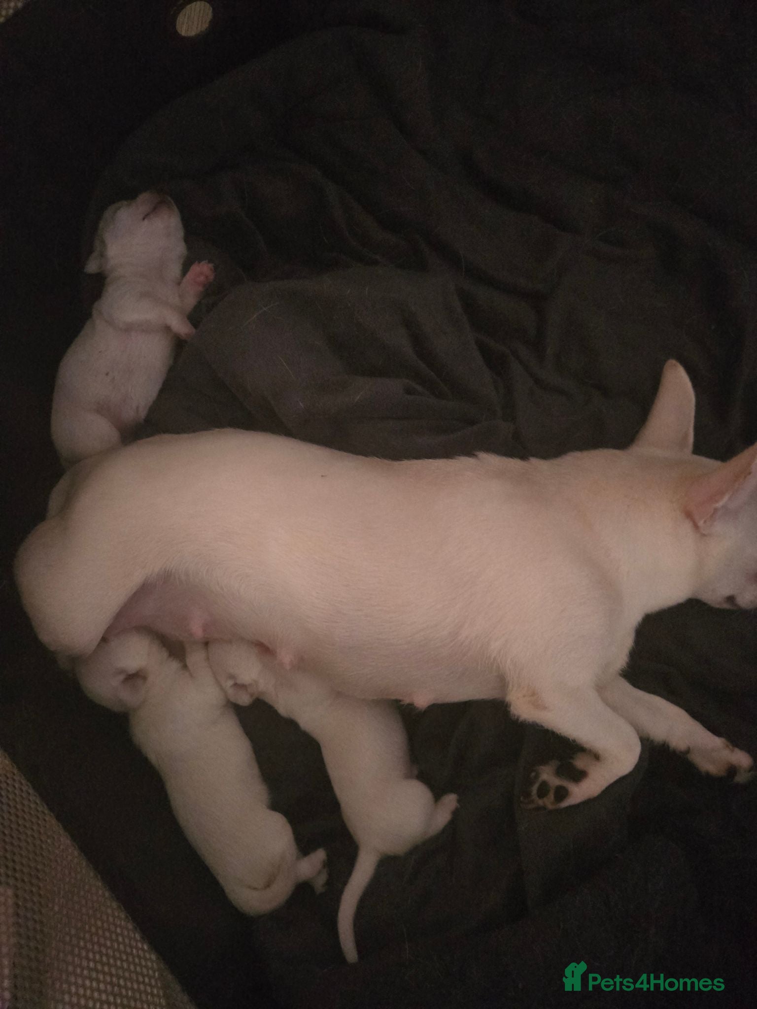 Chihuahua dogs Pure white chihuahua pups  - Advert 3