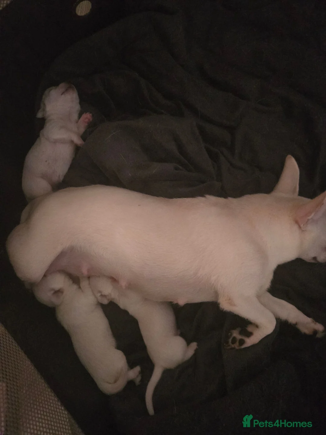 Chihuahua dogs for sale: Pure white chihuahua pups  in Bristol - Advert 1