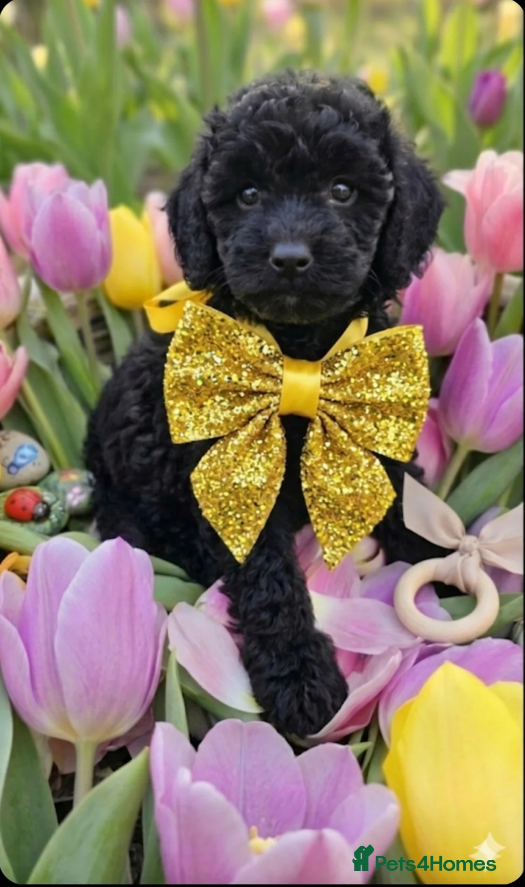 Cockapoo dogs for sale: TeddyFce 8-Week-Cockapoo Pup intelligent  sit, paw - Advert 2