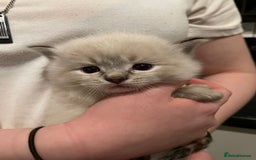 Ragdoll cats for stud: Ragdoll GCCF blue mitted stud LOKI in Wakefield - Image 11