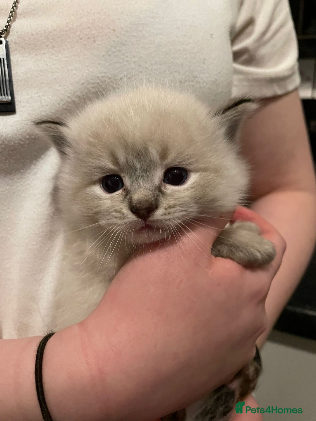Ragdoll cats for stud: Ragdoll GCCF blue mitted stud LOKI in Wakefield - Image 11