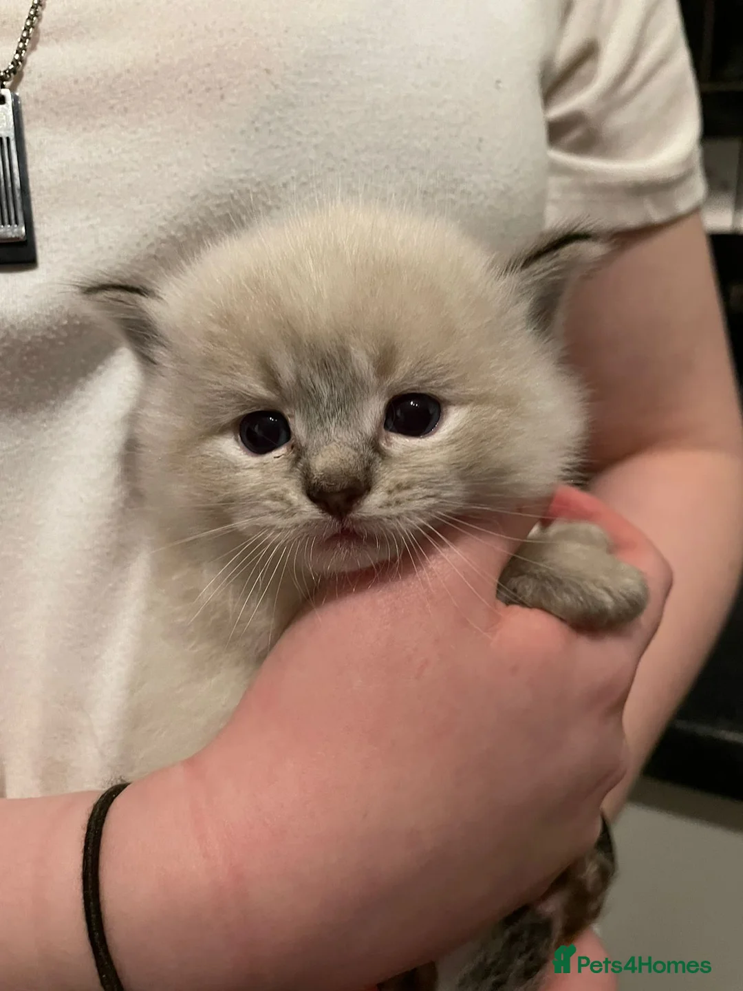 Ragdoll cats for stud: Ragdoll GCCF blue mitted stud LOKI in Wakefield - Advert 11