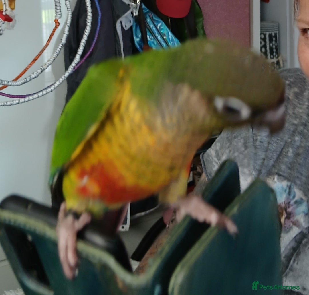 Parakeets birds for sale: Handreared Conures! Kakariki and lovebirds  - Image 17