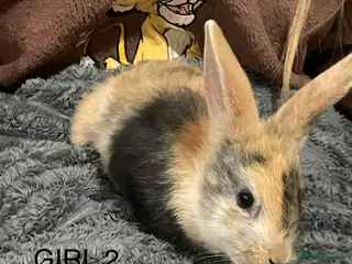 Mixed Breed rabbits Himalayans x lop bunnies - Advert 5