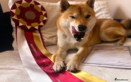 Japanese Shiba Inu dogs for sale: Multi Champion Shiba Inu stud , health tested  - Image 7