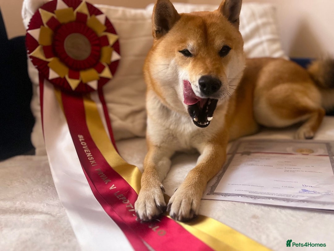 Japanese Shiba Inu dogs for sale: Multi Champion Shiba Inu stud , health tested  - Image 7