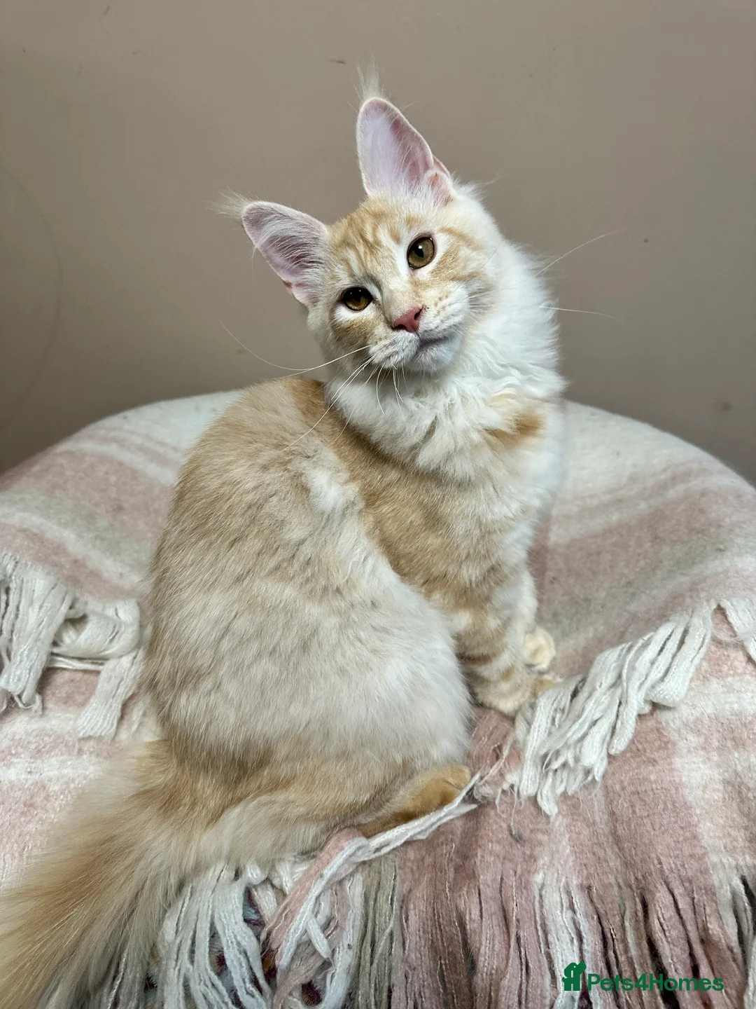Maine Coon cats for sale: Tica Registered maine coon kitten -  - Advert 2