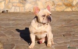 French Bulldog dogs for sale: French bulldog  - Image 2