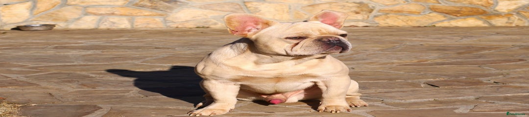 French Bulldog Puppy 1