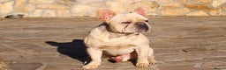French Bulldog dogs for sale: French bulldog  - Advert 2