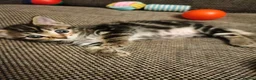 Mixed Breed cats for sale: 5 Beautiful Tabby Kittens - Advert 9