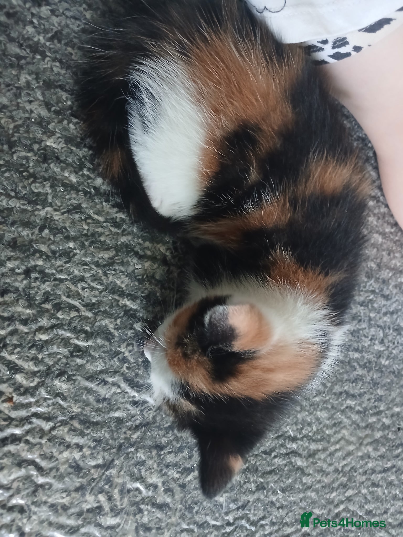 Mixed Breed cats for sale: 4 beautiful kittens ready for new homes. - Advert 2