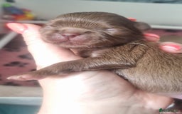 Chihuahua dogs for sale: Beautiful chocolate long coat chihuahuas - Image 2