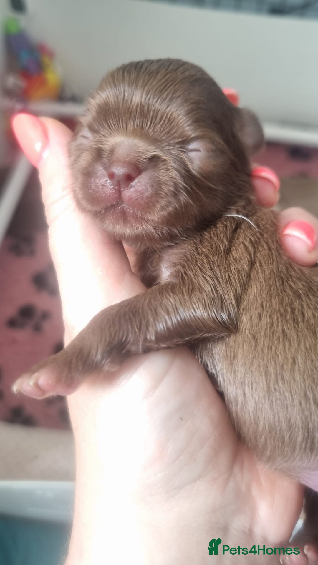 Chihuahua dogs for sale: Beautiful chocolate long coat chihuahuas - Image 2