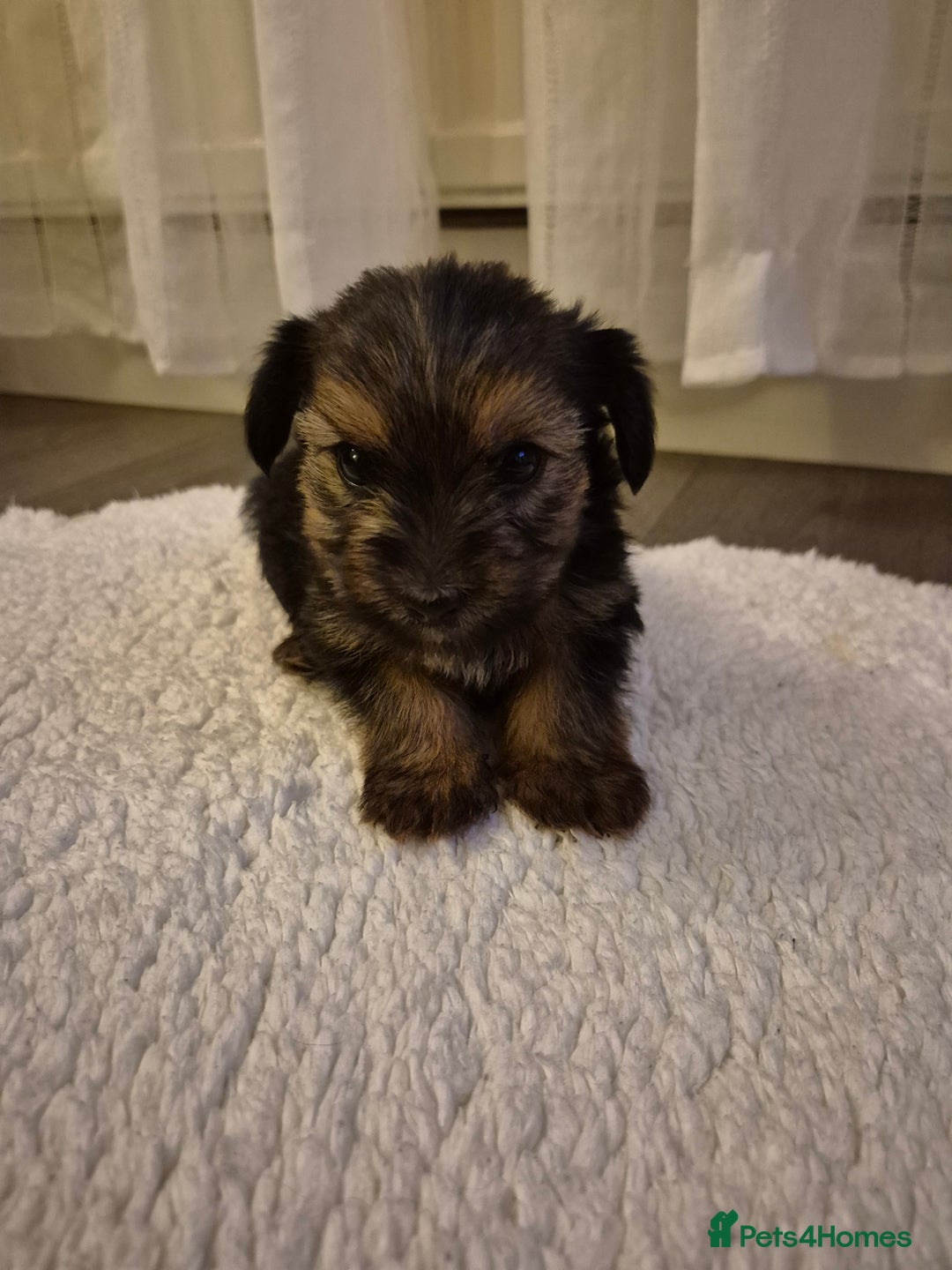 Yorkshire Terrier dogs for sale: Yorkshire terrier pappy for sale - Image 12