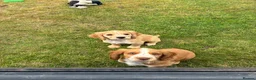 Cocker Spaniel dogs for sale: Cocker Spaniel Puppies -Ready Now - Advert 18
