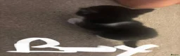 British Shorthair cats for sale: Beautiful black and white kittens with mum  in Swanley - Advert 11