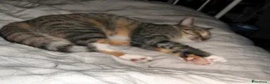 Mixie 