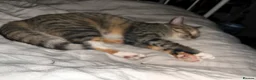 Mixed Breed cats for sale: Loving black cat called midnight ❤️ in London - Advert 3