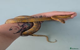 Corn Snake reptiles for sale: One last corn snake hatchling - Image 2