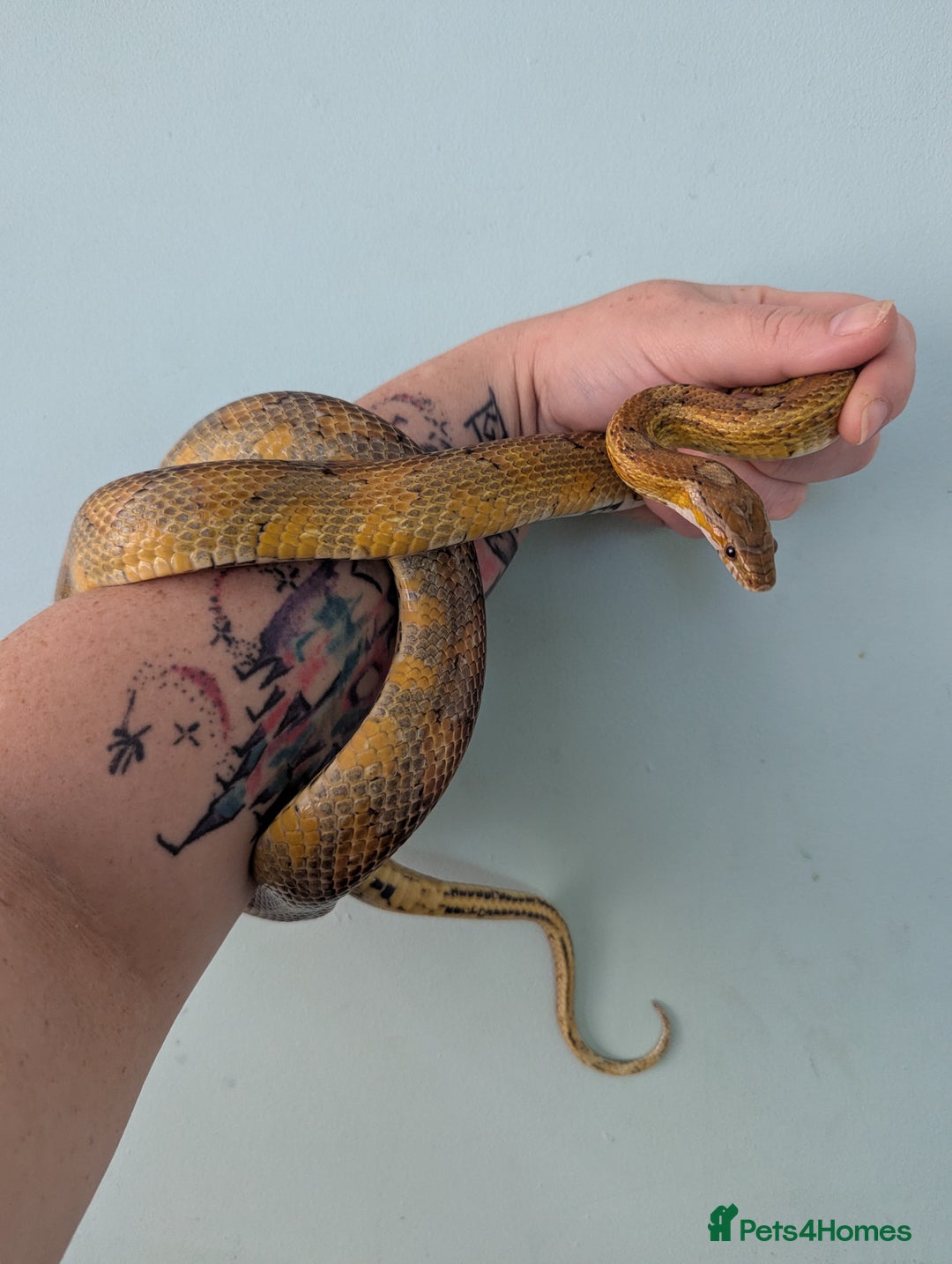 Corn Snake reptiles for sale: One last corn snake hatchling - Image 2