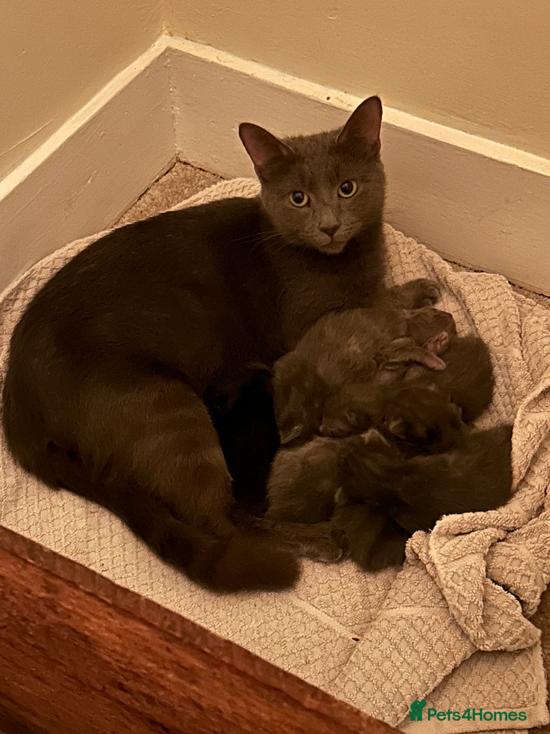 Mixed Breed cats for sale: Mixed litter - Advert 2