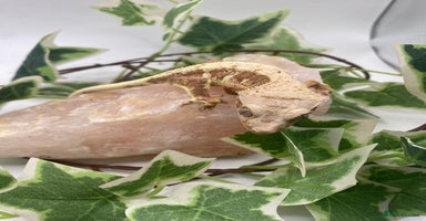Gecko reptiles - Advert 2