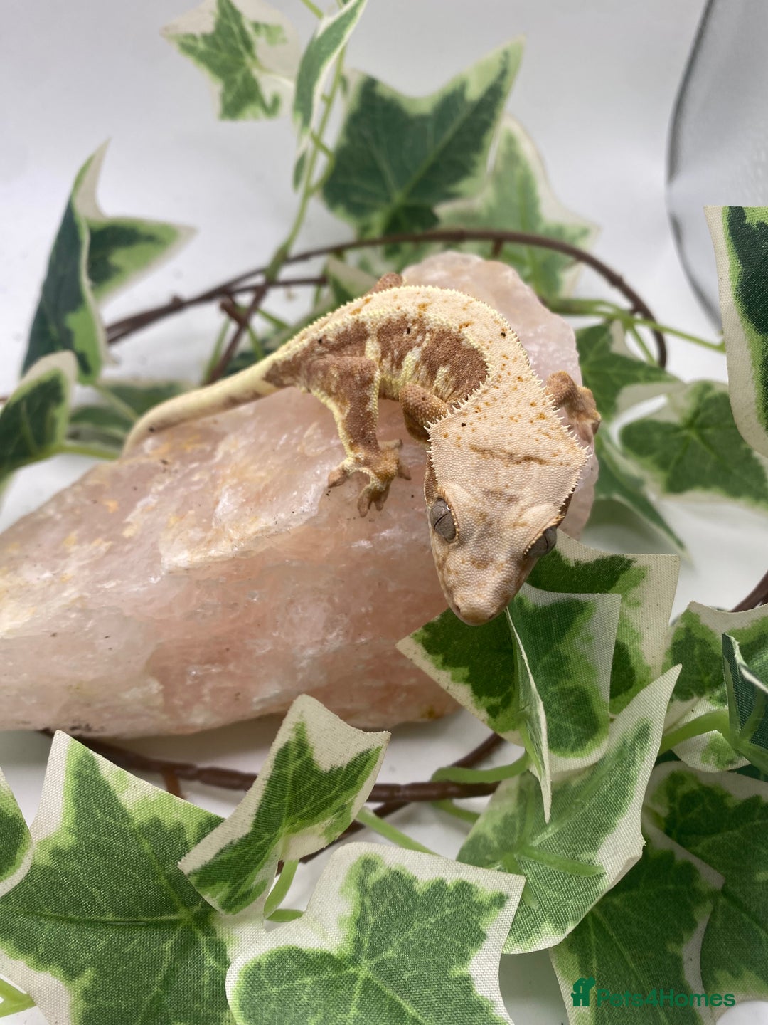 Gecko reptiles for sale: Red based Lily white and extreme harlequin £60/85  - Image 2