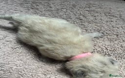 Ragdoll cats for sale: Stunning ragdoll kittens  - Advert 4