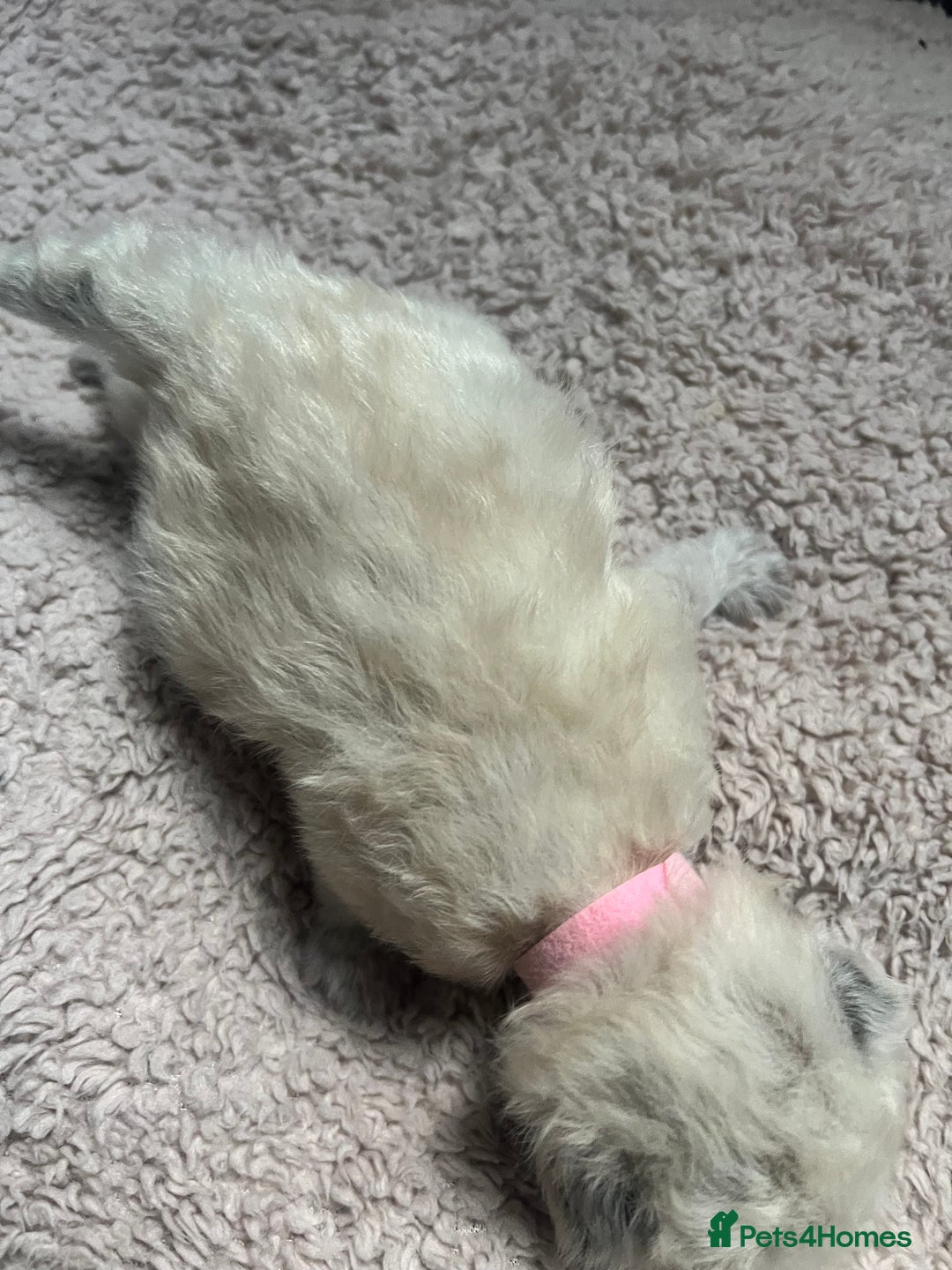 Ragdoll cats for sale: Stunning ragdoll kittens  - Advert 4