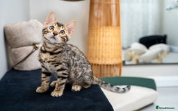 Bengal cats for sale: Top quality Bengal Girl- TICA reg.- AVAILABLE NOW - Advert 18