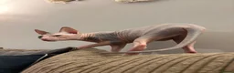 Sphynx cats for sale: Sphinx  - Advert 7