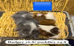 Guinea Pig rodents for sale: Beautiful baby male guinea pigs ready now and soon - Image 10