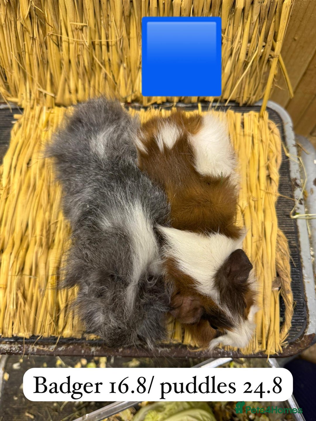 Guinea Pig rodents for sale: Beautiful baby male guinea pigs ready now and soon - Image 10