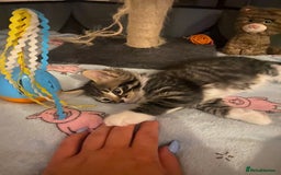 Mixed Breed cats for sale: 4 beautiful kittens for sale , 3 boys 1 girl  - Image 4
