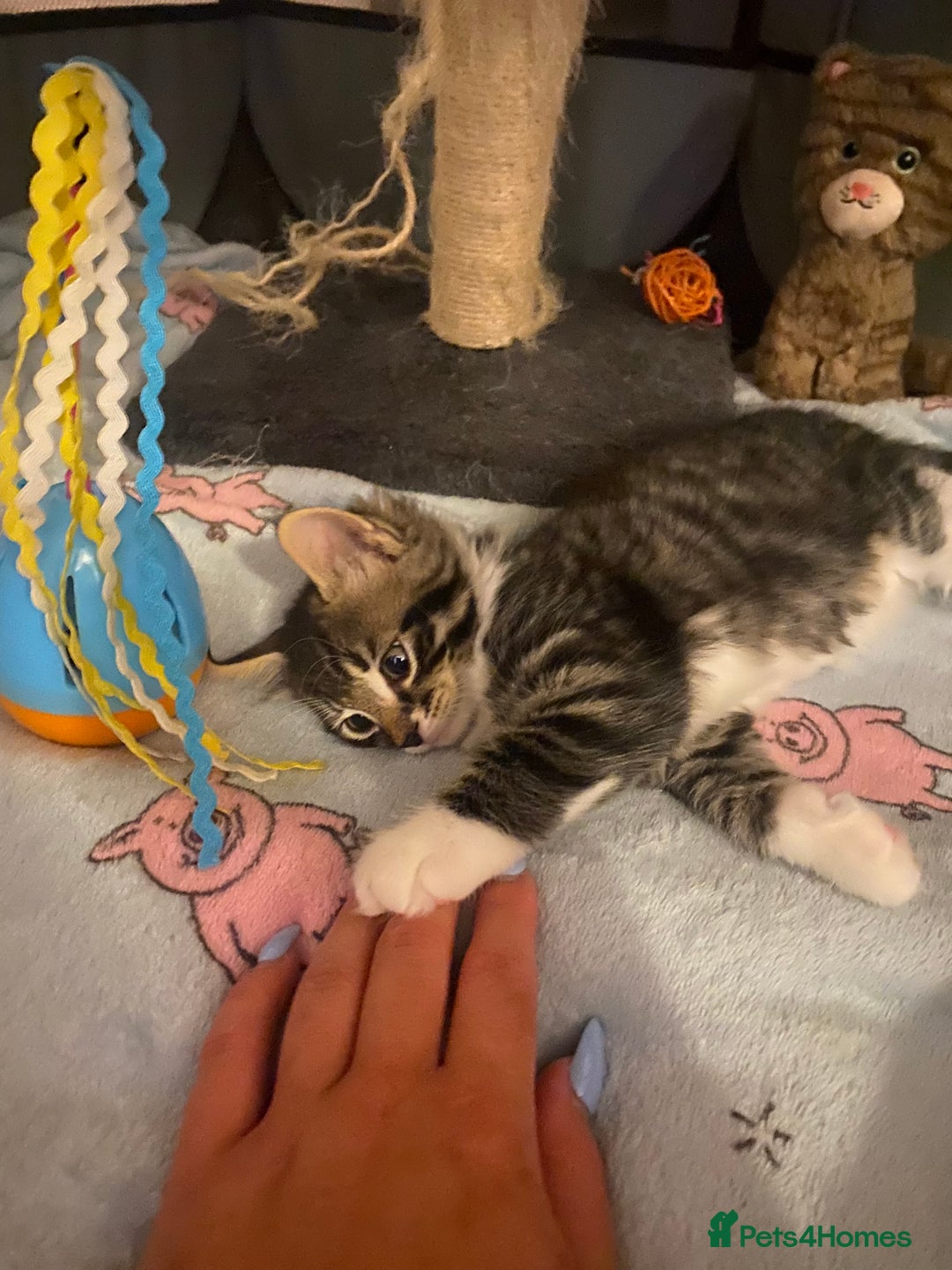 Mixed Breed cats for sale: 4 beautiful kittens for sale , 3 boys 1 girl  - Image 4