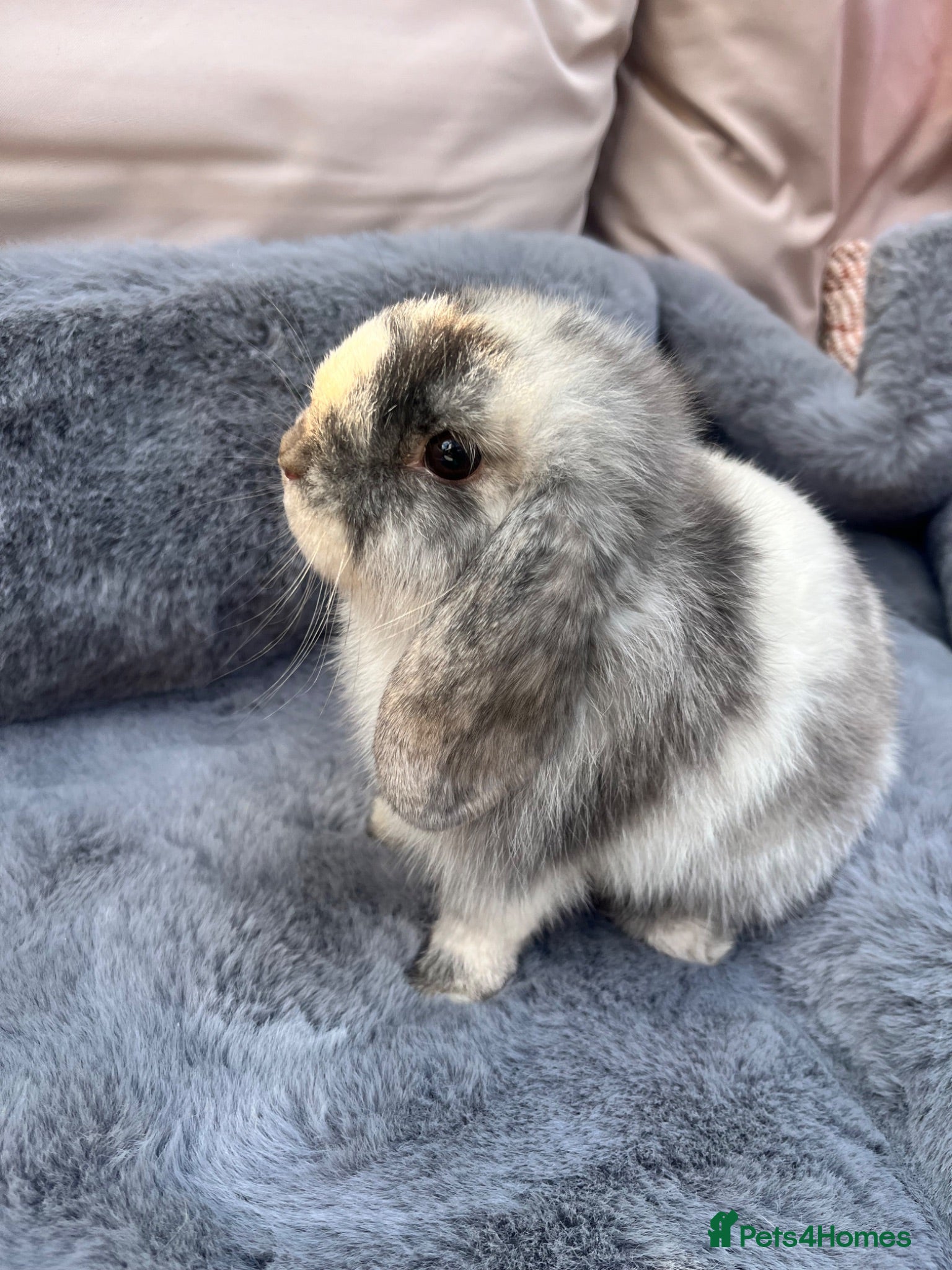 Mini Lop rabbits Mini lop baby rabbits  - Advert 2