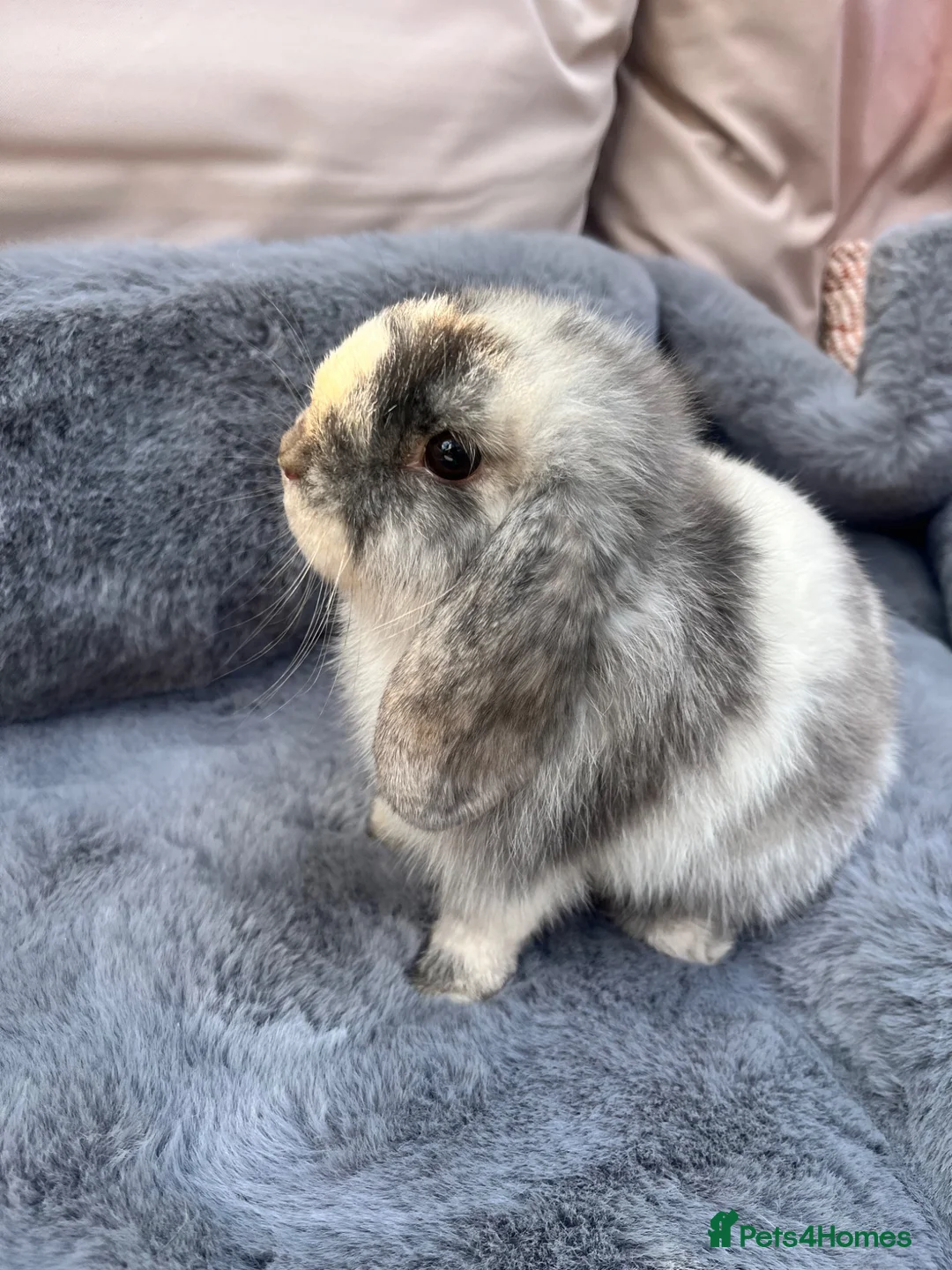 Mini Lop rabbits for sale: Mini lop baby rabbits  - Advert 2