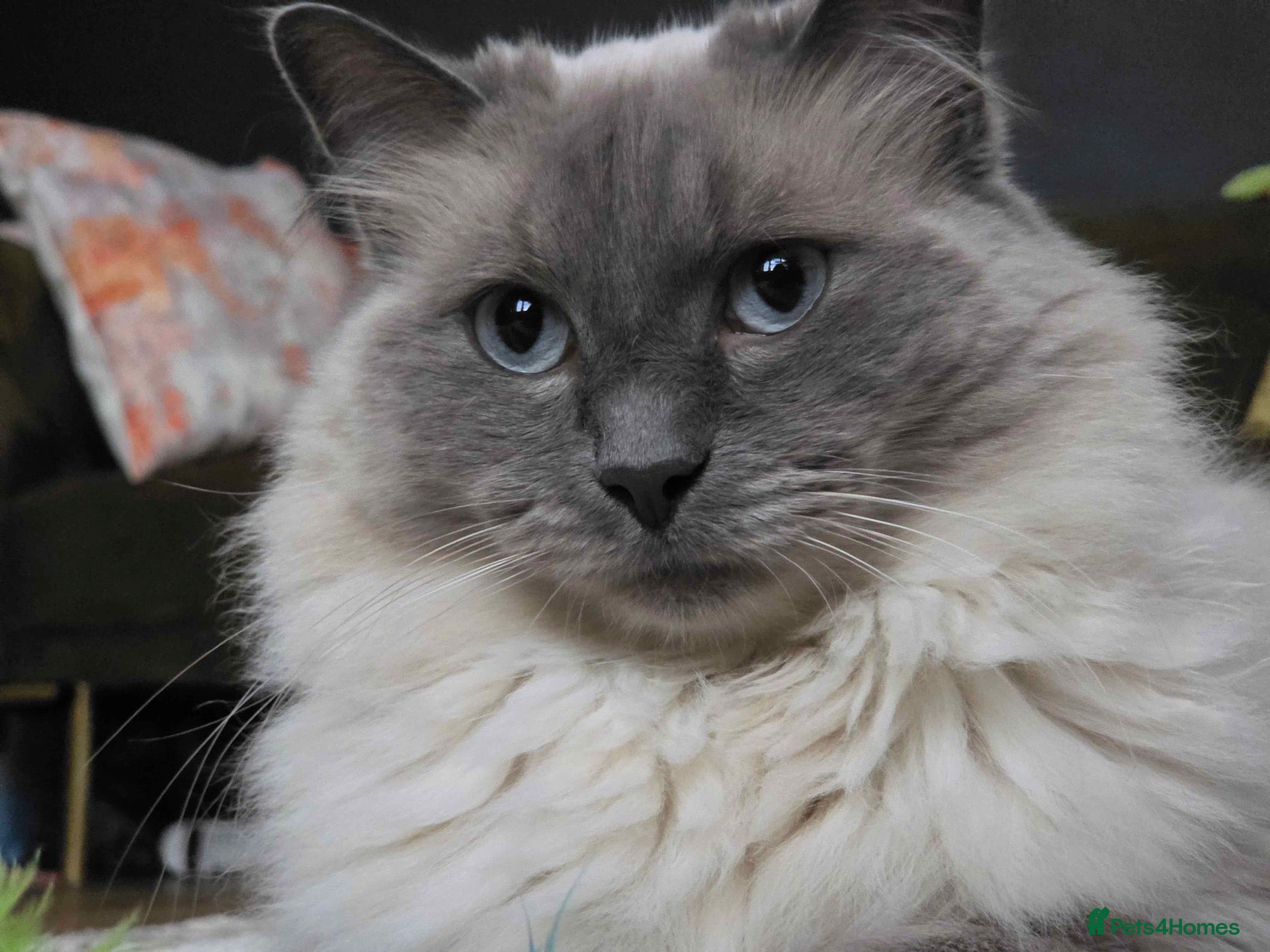 Ragdoll cats Male ragdoll needing loving home  - Advert 2