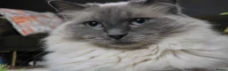 Ragdoll cats for sale: Male ragdoll needing loving home  in Gloucester - Advert 1