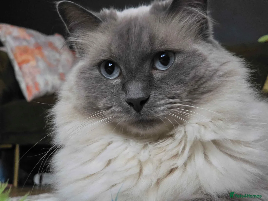 Ragdoll cats for sale: Male ragdoll needing loving home  in Gloucester - Advert 1