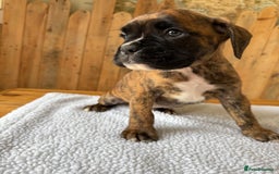 Boxer dogs for sale: STUNNING PEDIGREE BOXERS!x - Image 4