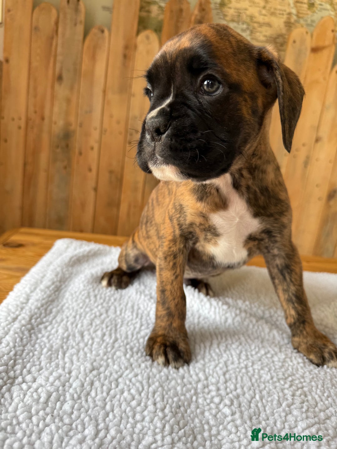 Boxer dogs for sale: STUNNING PEDIGREE BOXERS!x - Image 4