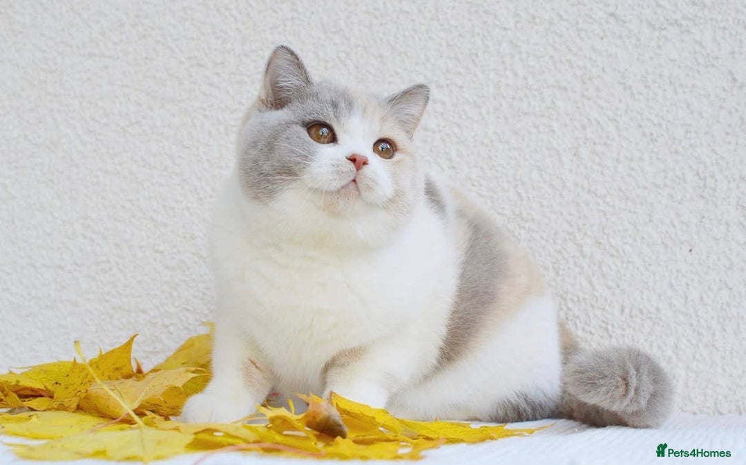 British Shorthair cats for sale: PEDIGREE REGISTERED CHUNKY BRITISH SHORTHAIRS  - Advert 13