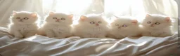 Persian cats for sale: The last Beautiful Persian female kitten - Advert 7