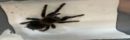 Tarantulas invertebrates for sale: 4 Female Tarantula  - Advert 2