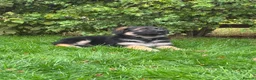 German Shepherd dogs for sale: Pedigree German shepherd puppies  in Ashford - Advert 21